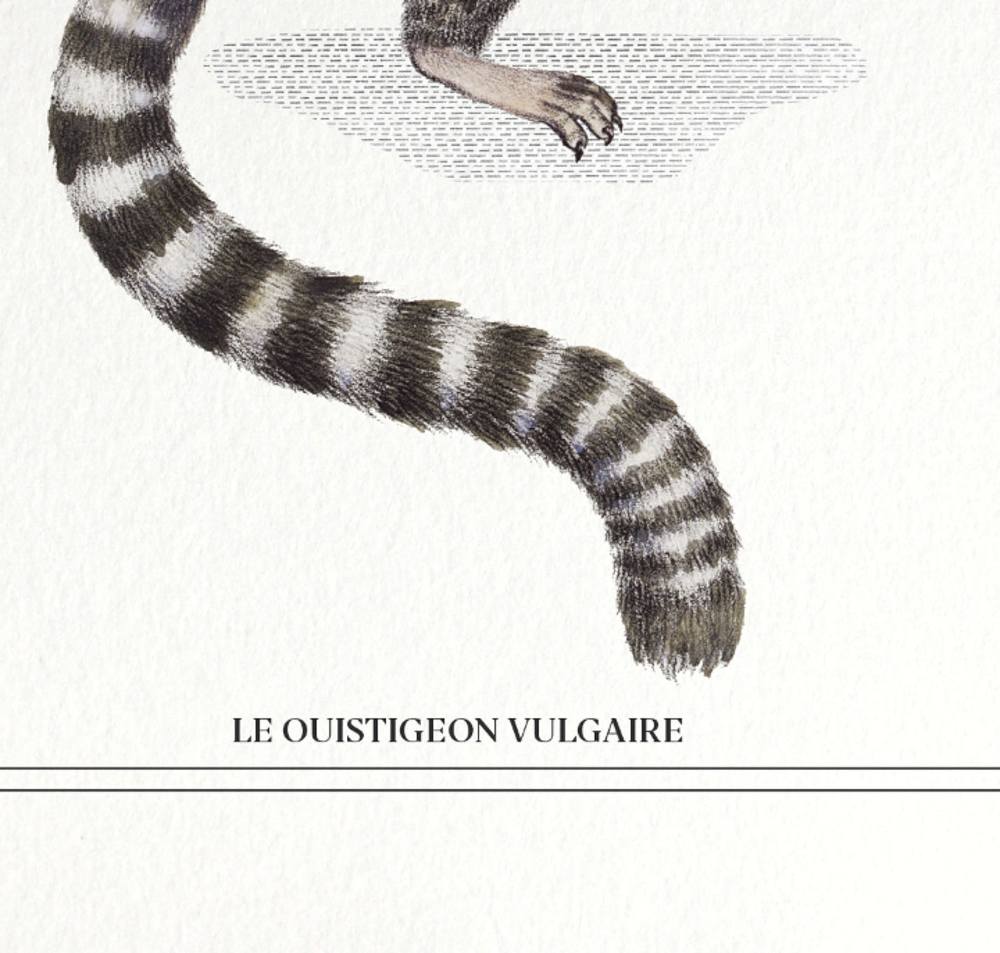 Chimera lithography animal engraving - the ouistigeon