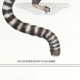 Chimera lithography animal engraving - the ouistigeon