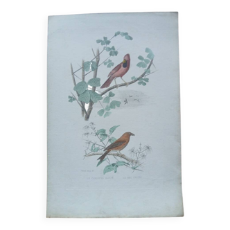 Poster - 19th century zoological engraving - crested cardinal and crossbill