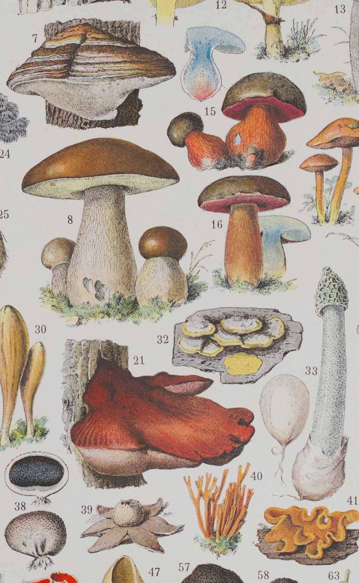 Planche botanique originale "Champignons II" de 1929