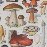 Original botanical plate "Mushrooms II" from 1929