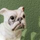 Chien, bouledogue, en terre cuite de Bavent
