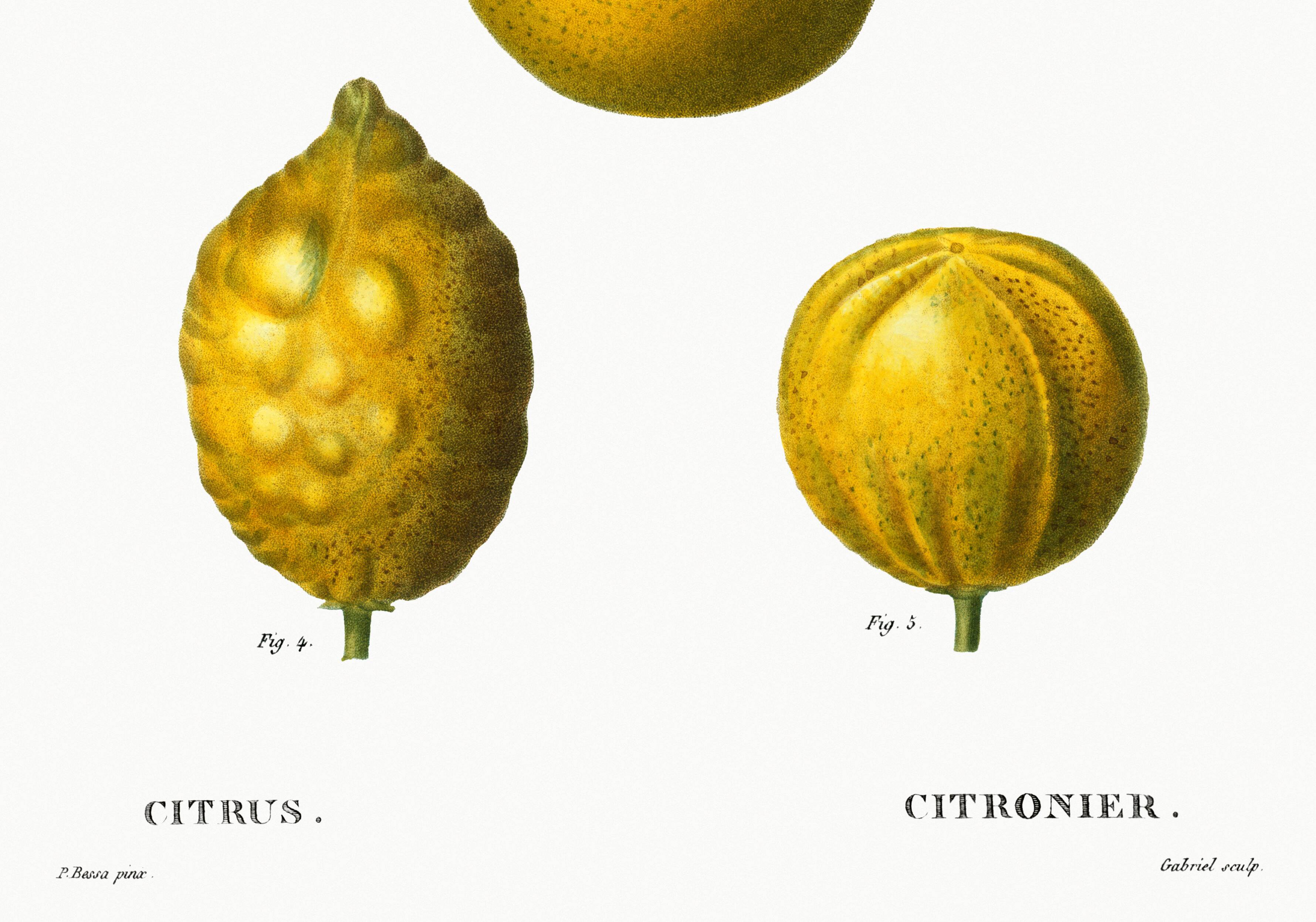 Poster about lemons, based on an old engraving from 1802