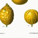 Poster about lemons, based on an old engraving from 1802