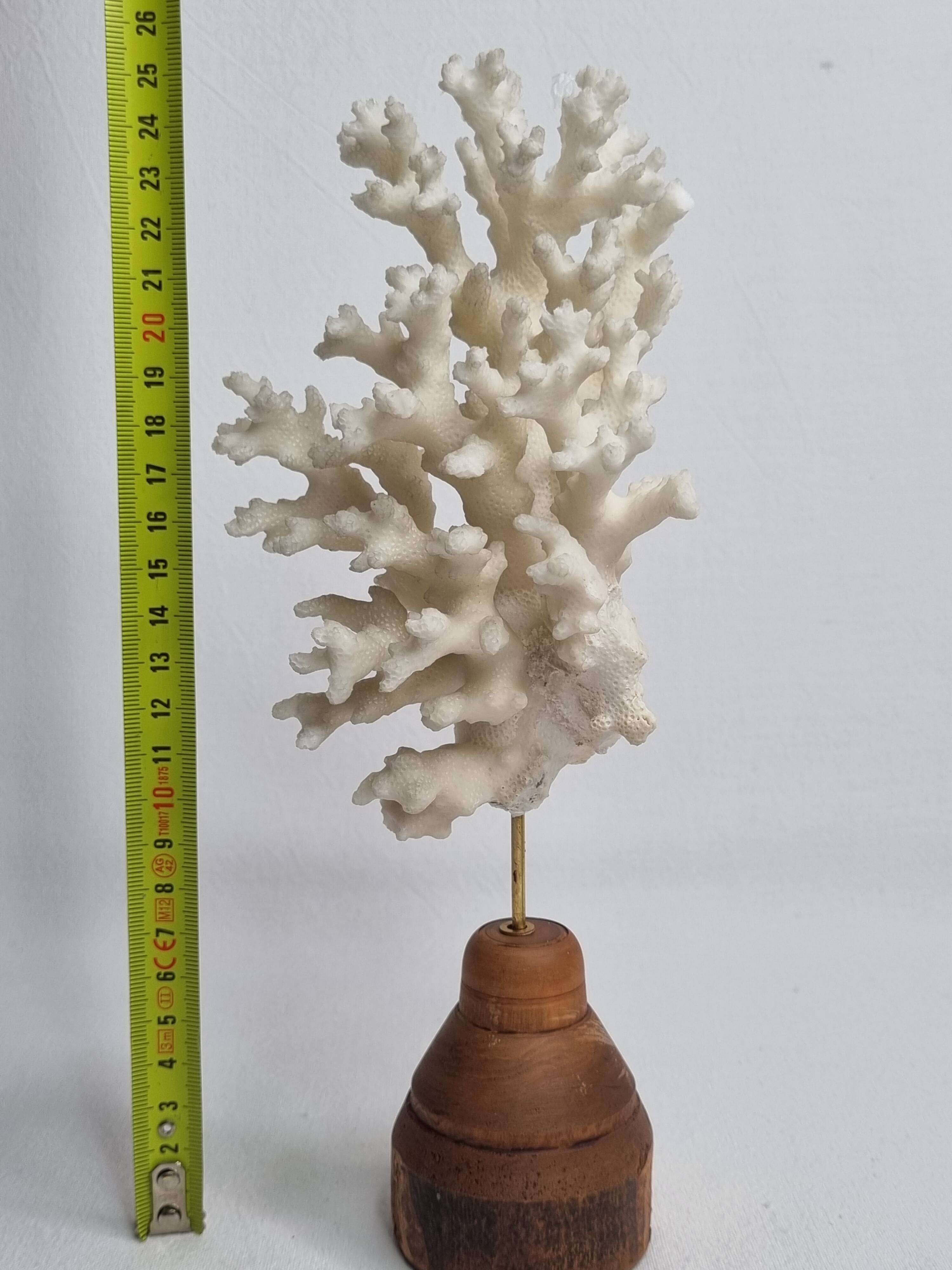 Antique white coral on turned wooden base, 25 cm