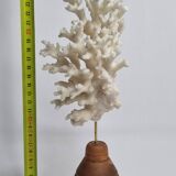Ancien corail blanc sur socle en bois tourné, 25 cm