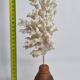 Antique white coral on turned wooden base, 25 cm