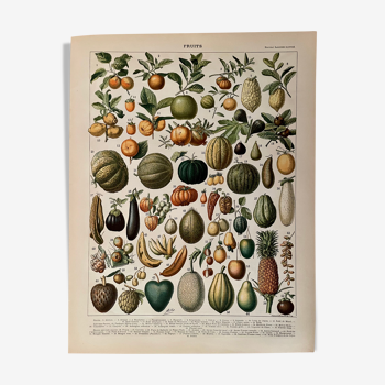 Lithographie sur les fruits (abricot) de 1897
