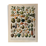 Lithographie sur les fruits (abricot) de 1897