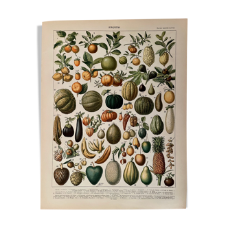 Lithograph on fruits (apricot) from 1897