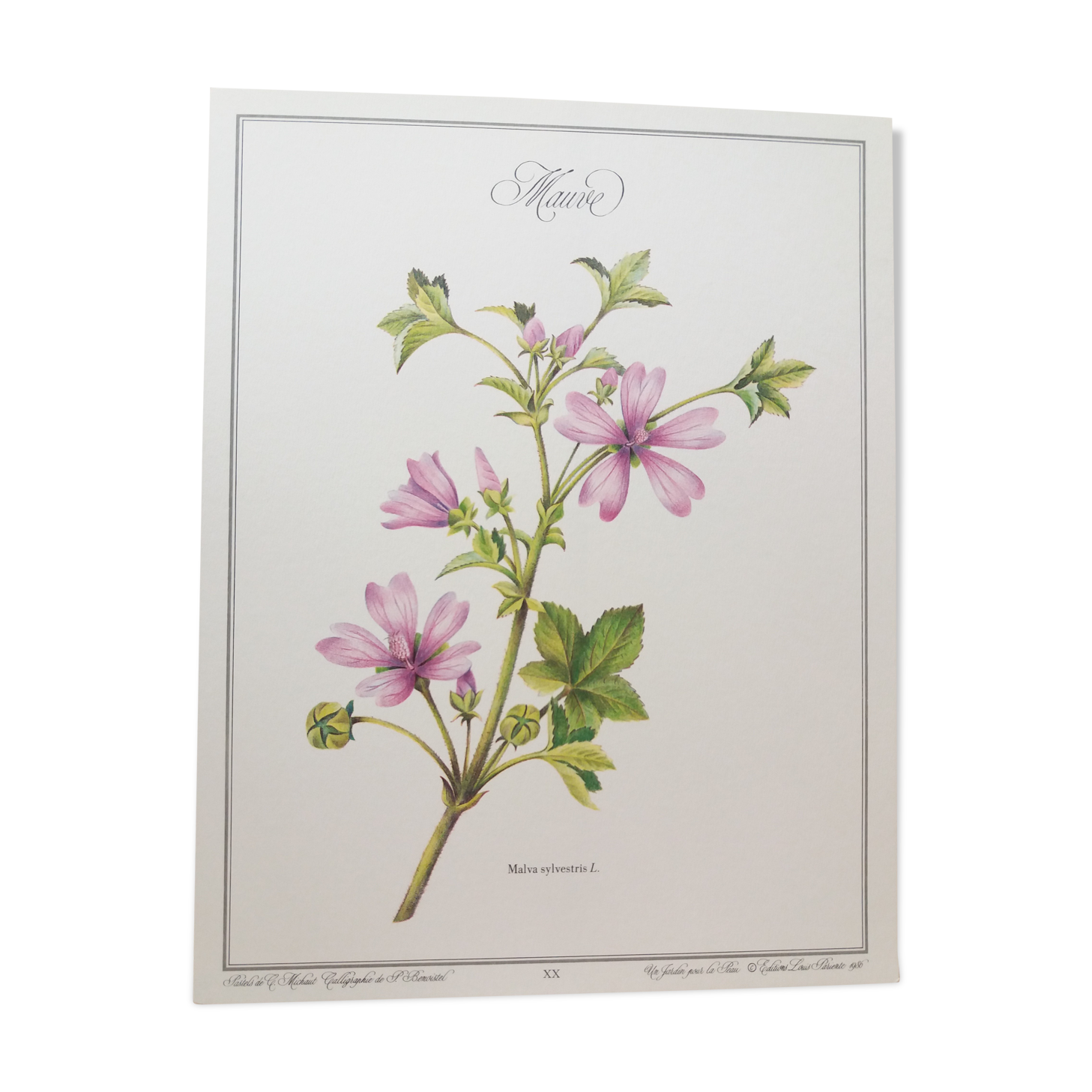 La Mauve botanical plank