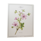 La Mauve botanical plank