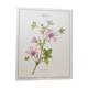 La Mauve botanical plank