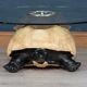 TABLE BASSE INUSITÉE EN FORME DE TORTUE PAR ANTHONY REDMILE, LONDRES