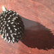 Family of 6 hedgehogs to adopt after Walter Bosse