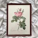 Framed lithograph roses Pierre Joseph Redouté, vintage botanical poster