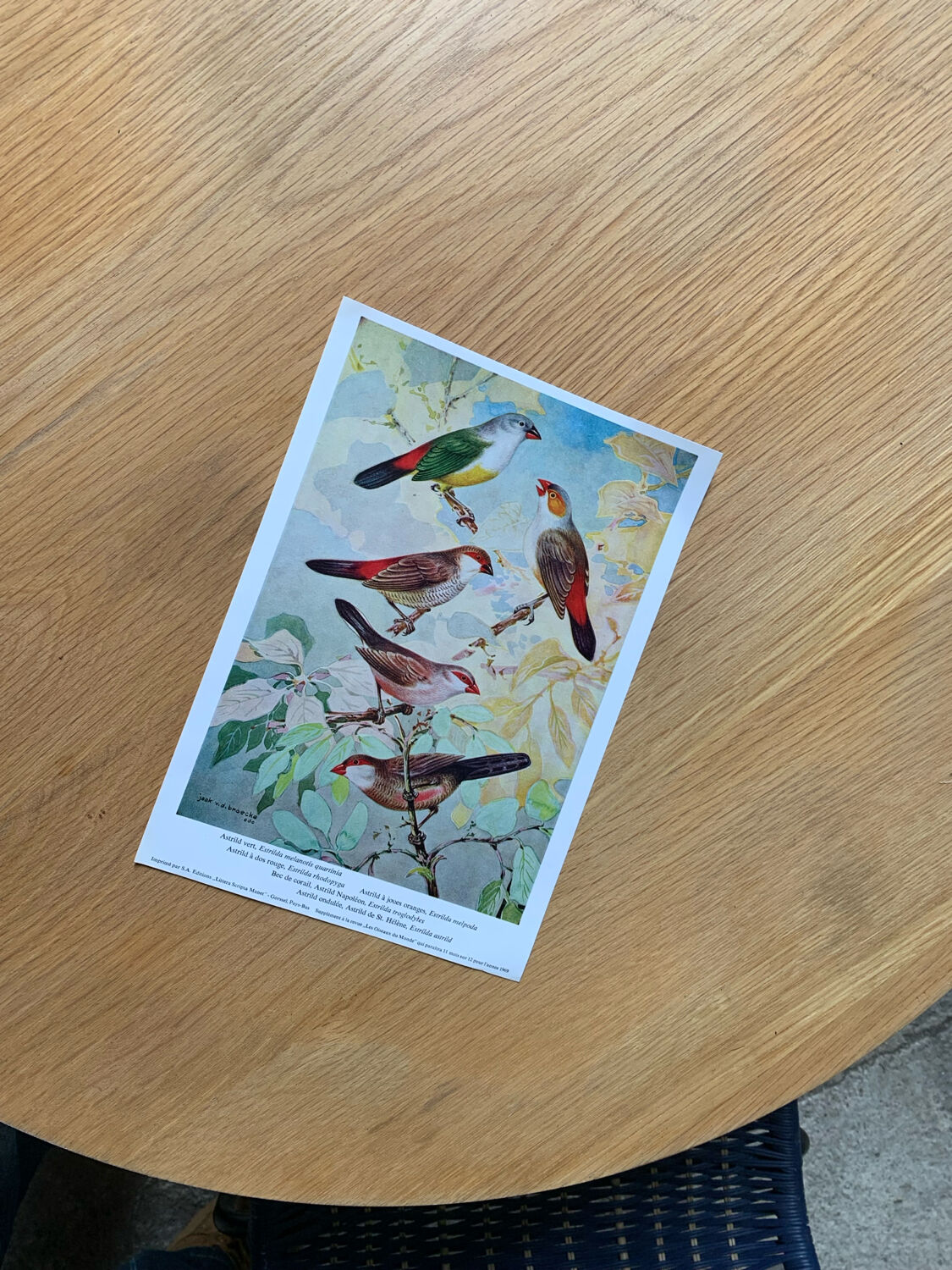 Poster "The Birds of the World" – 1969