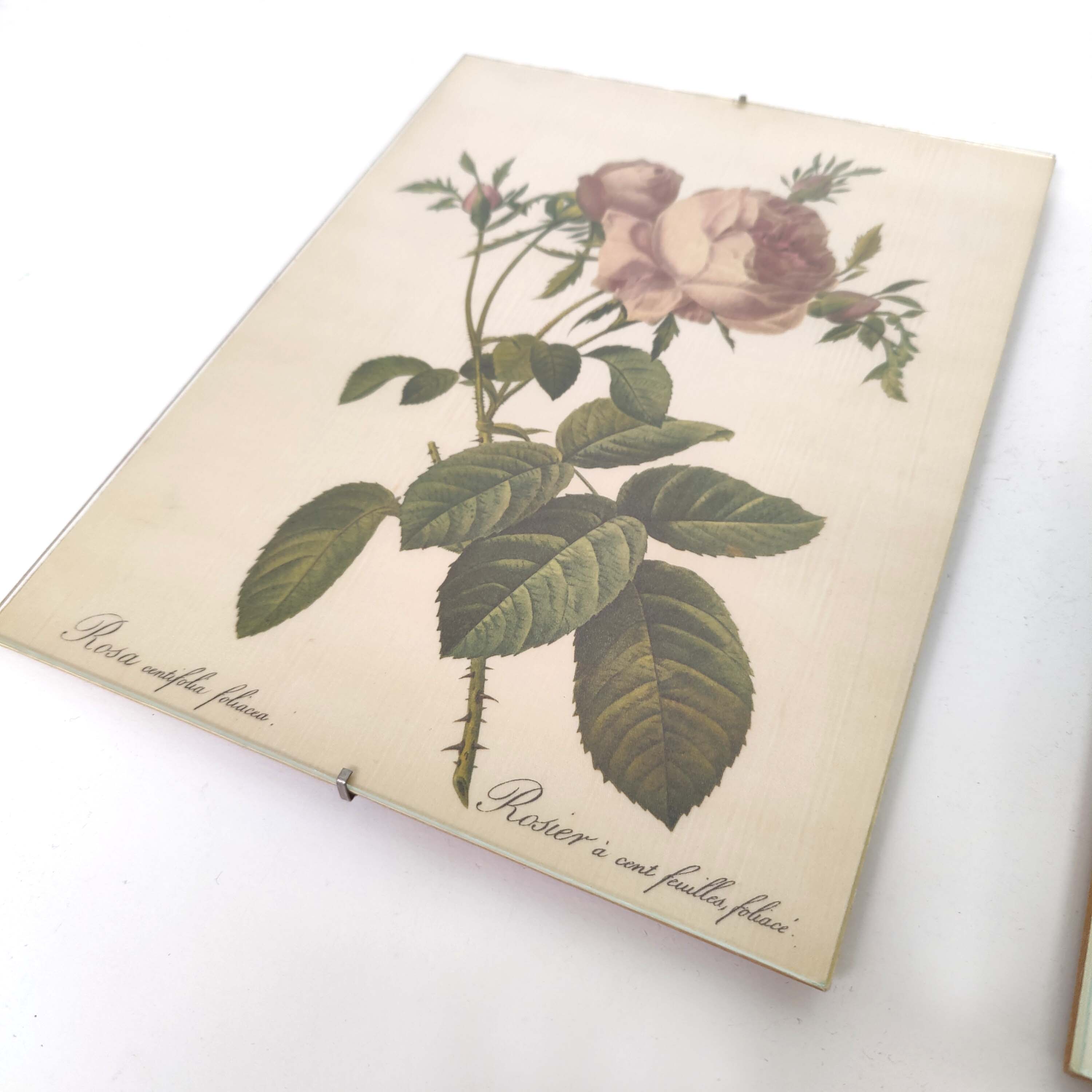 Lot 2 Frames botanical illustration flower rose