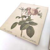 Lot 2 Frames botanical illustration flower rose