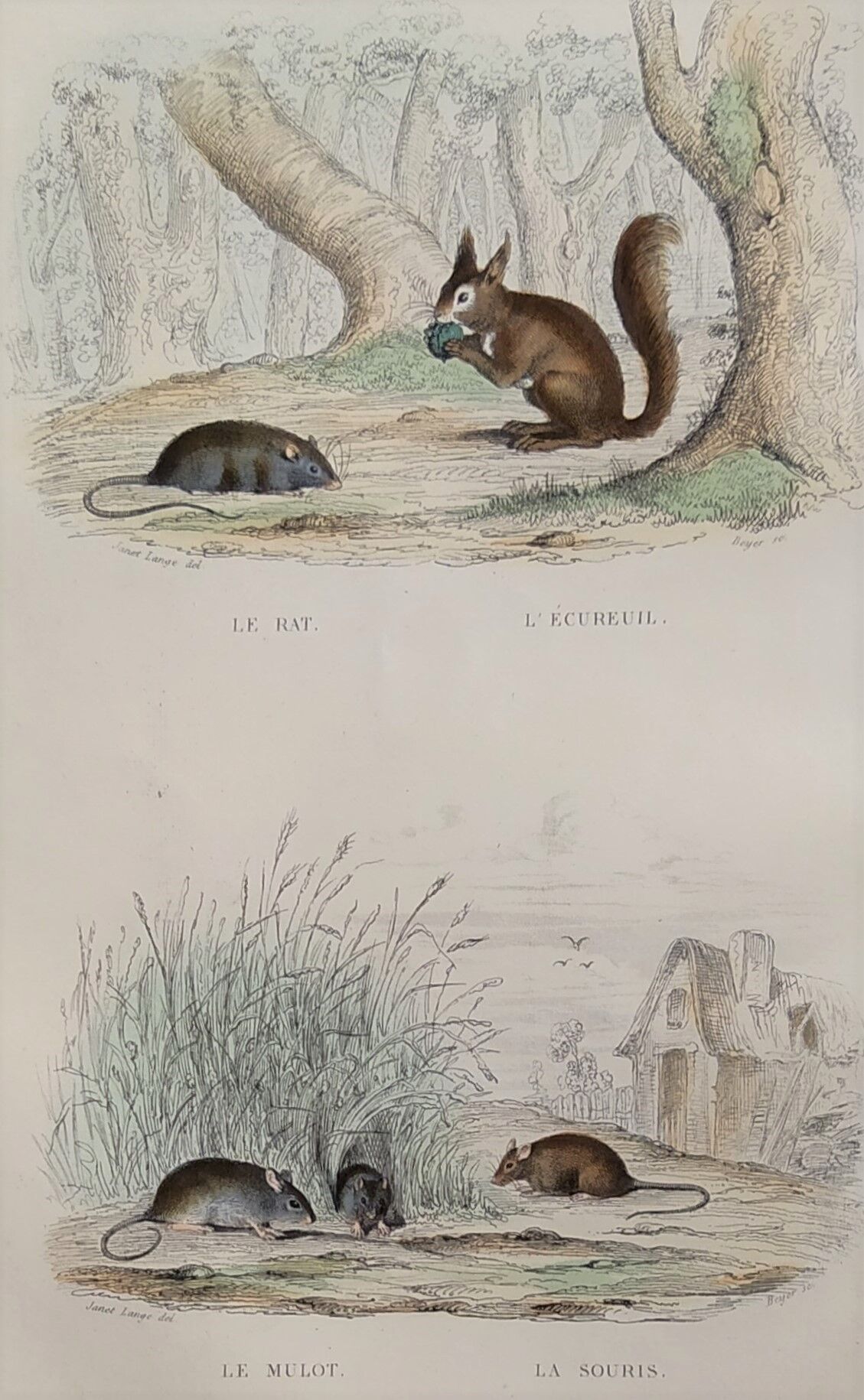 Original zoological illustration "rat, squirrel, field mouse,..." - Buffon 1840