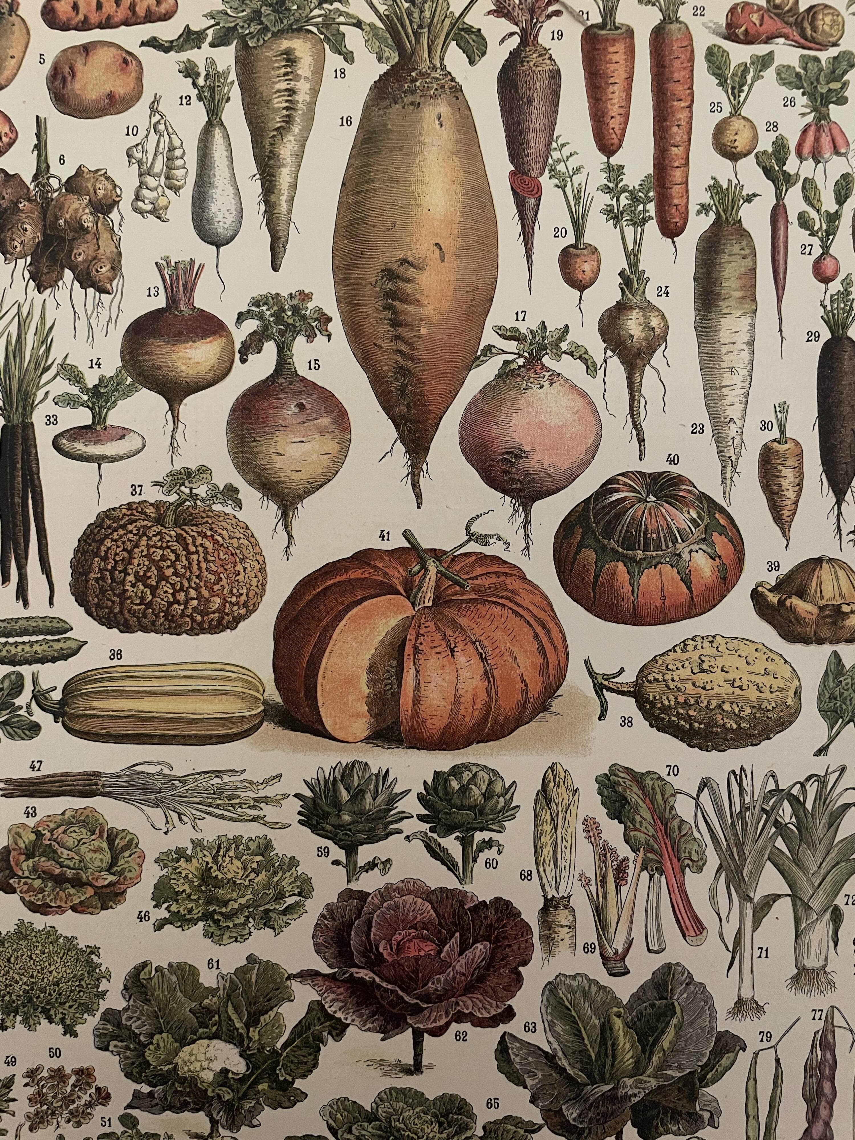 Lithograph vegetables of the New Larousse Illustrated 1897