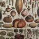 Lithograph vegetables of the New Larousse Illustrated 1897