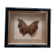 Butterfly frame