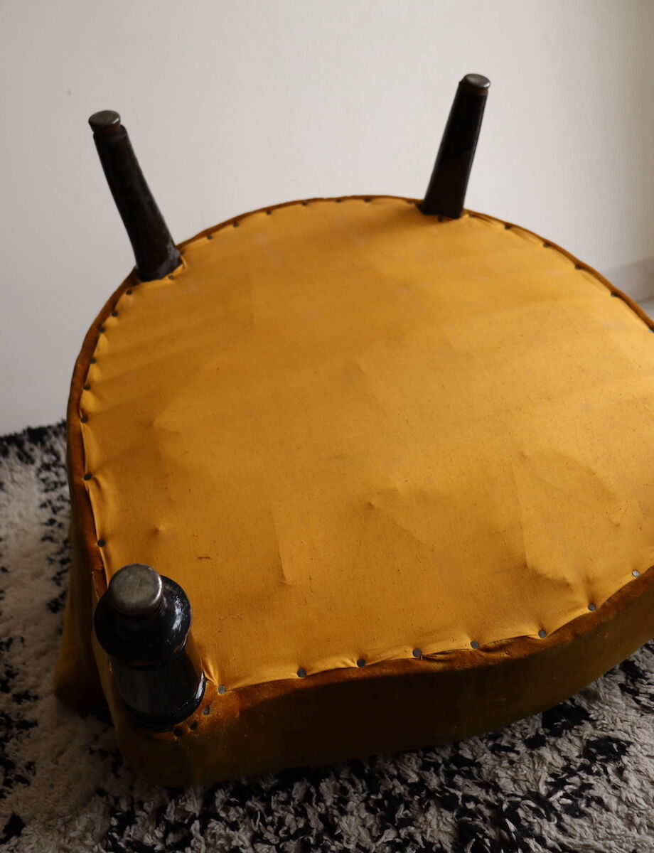 Ochre toad Napoleon III