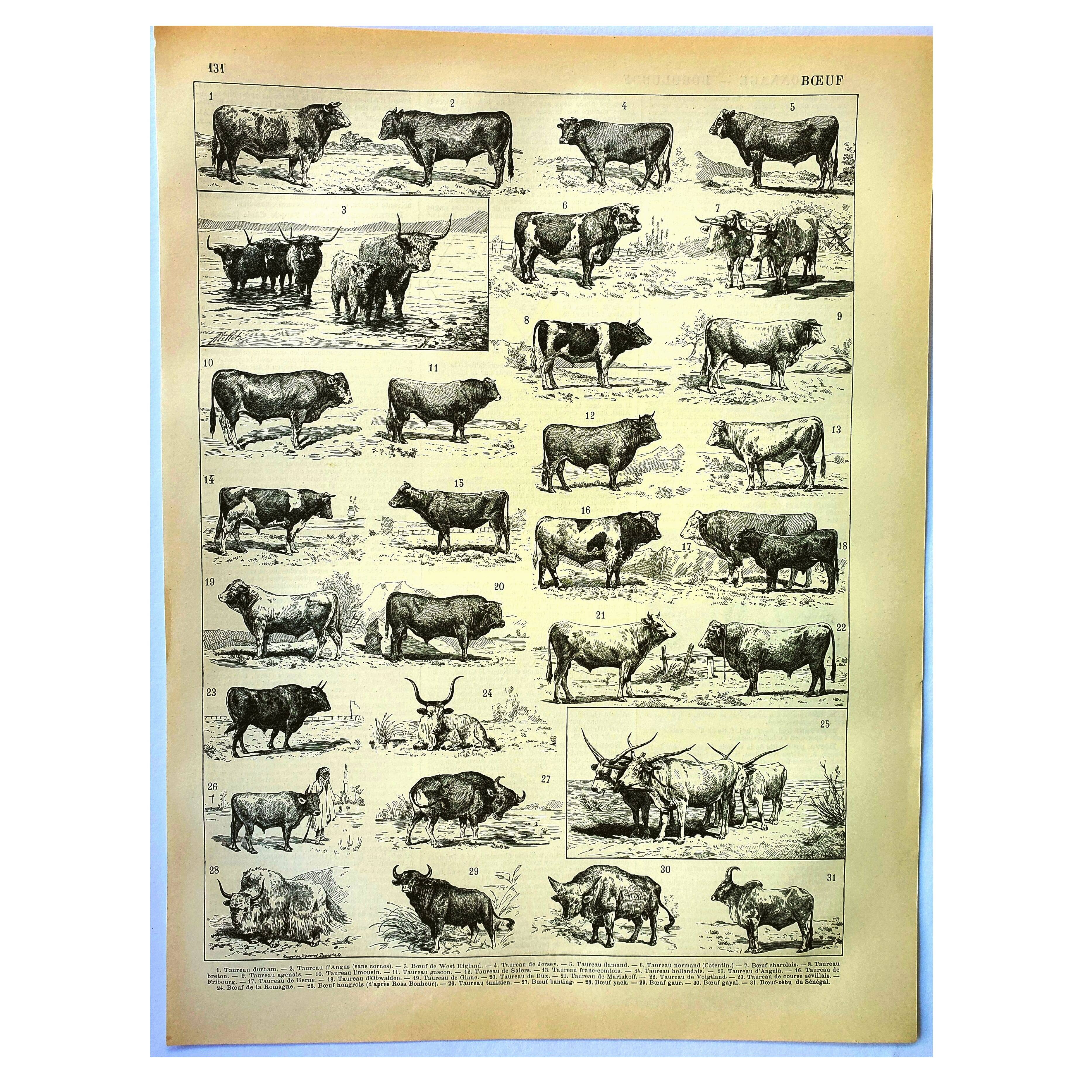 Antique engraving 1897 A. Millot - Ox, cow, bull, calf