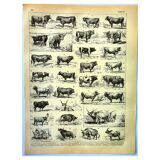 Gravure ancienne 1897 A. Millot - Boeuf, vache, taureau, veau