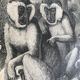 Gravure vintage originale singe