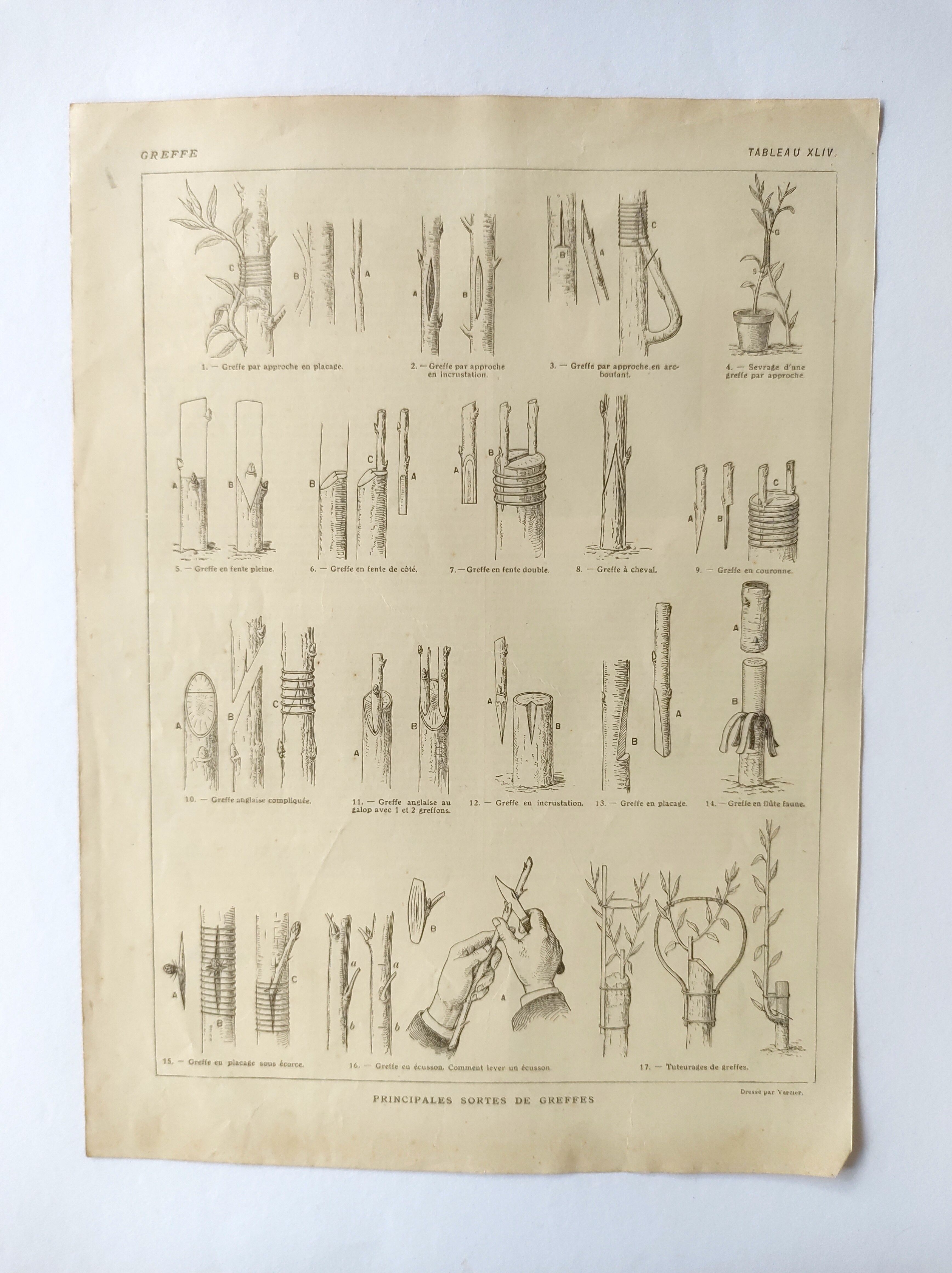Antique print • Tree grafting • Original poster from 1922