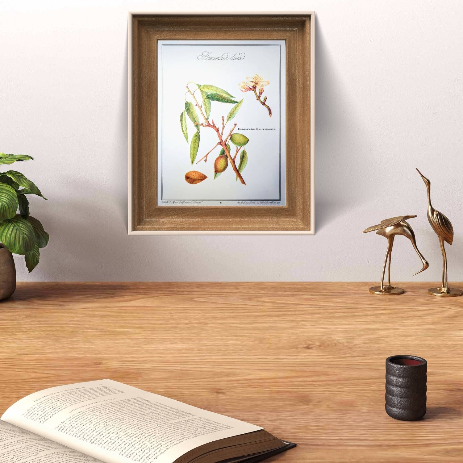 Printed in 1986, botanical plate of the Almond tree