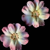 Pair of flower girls