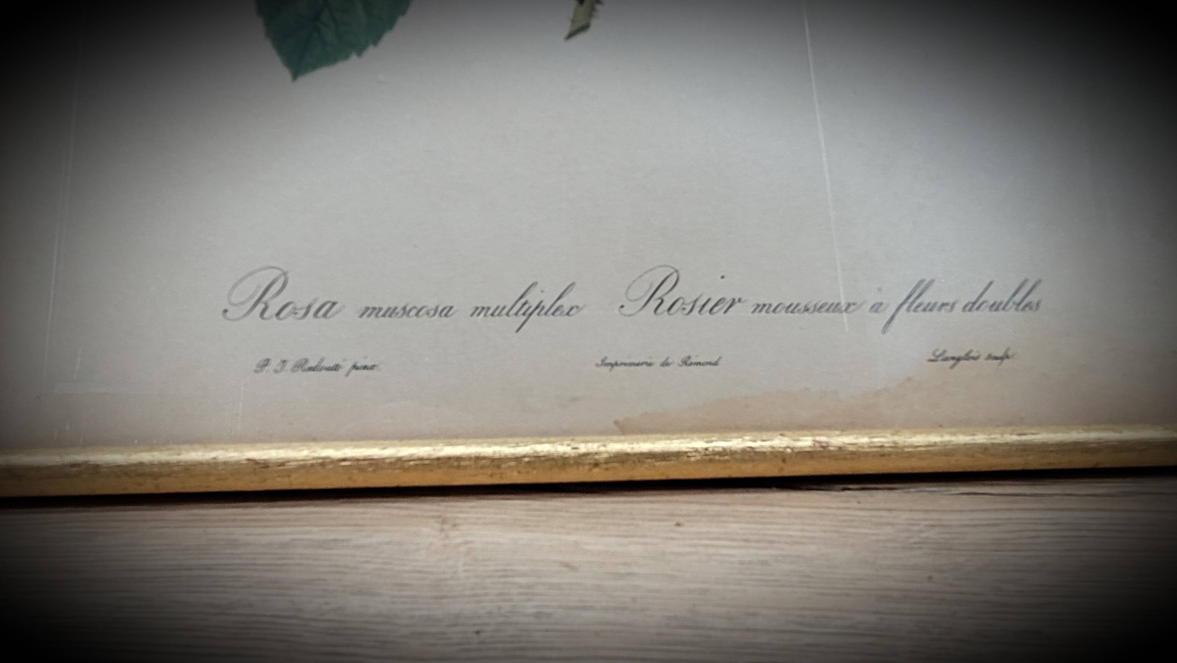 Lithograph Rose Sparkling flowers double flowers