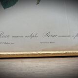 Lithograph Rose Sparkling flowers double flowers