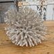 Brush coral