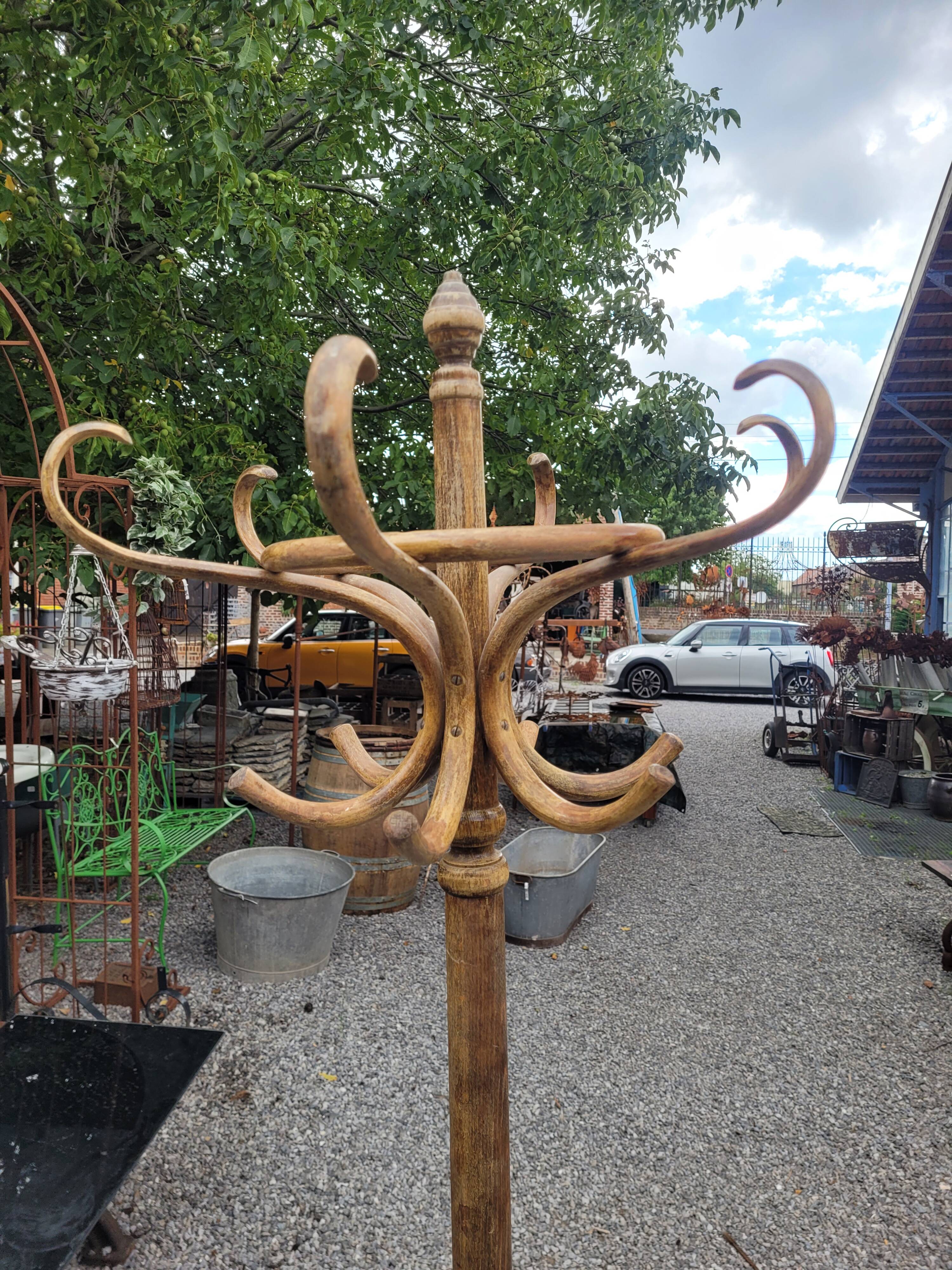 Old parrot in curved wood