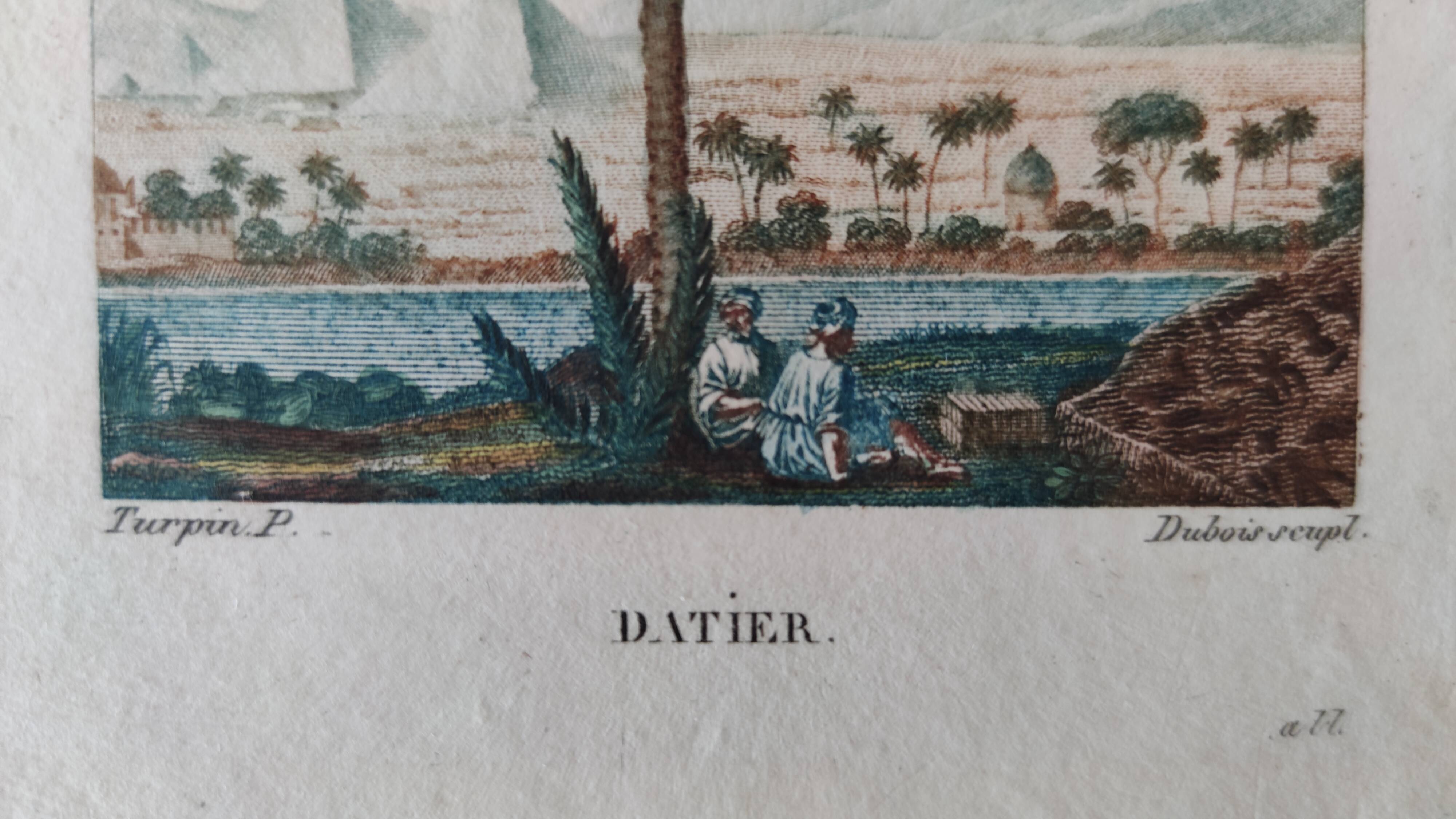 Datier framed botanical engraving by Turpin circa 1800