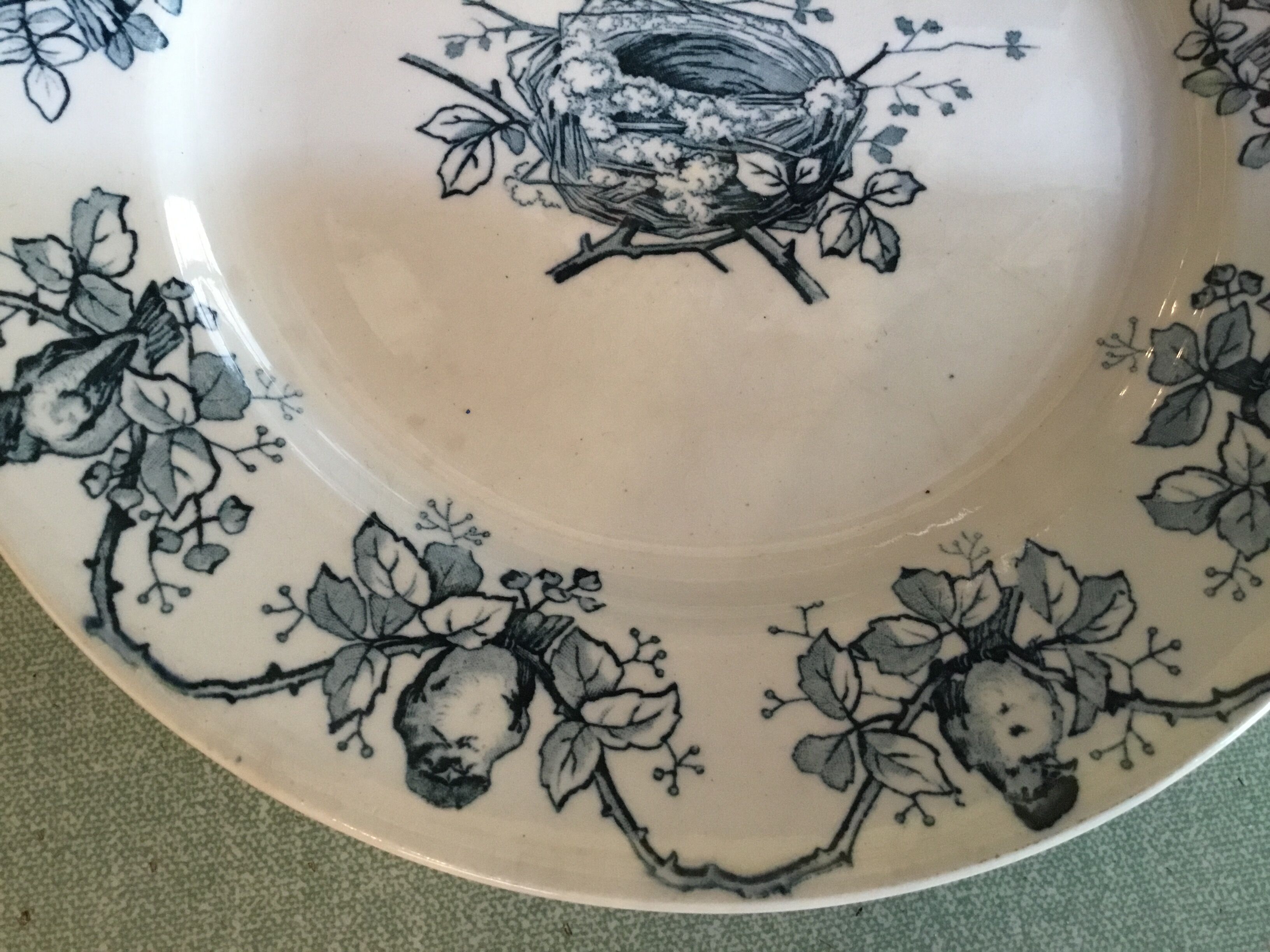 Ancient plate nests and birds