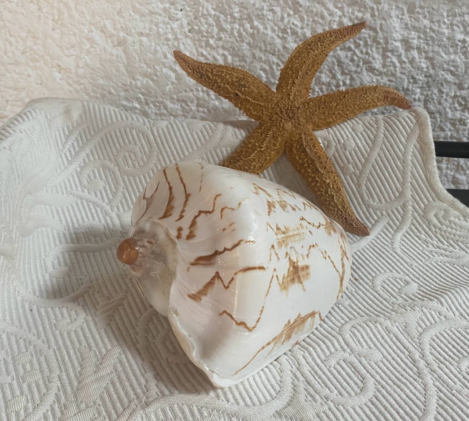 Vintage Voluta nobilis shell