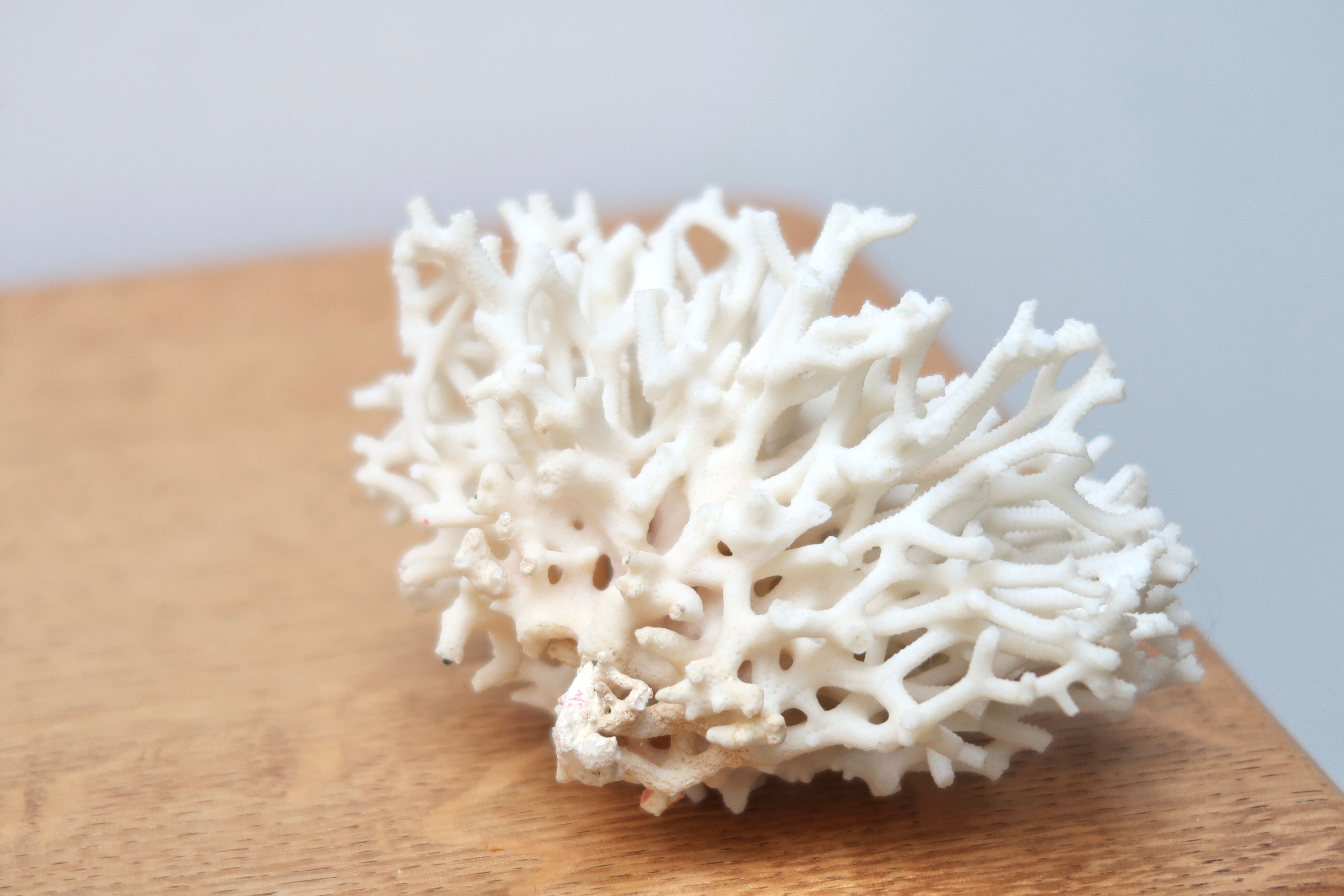 Branche de corail blanc années 70