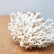 Branche de corail blanc années 70