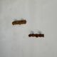 Small coat hook with two round flat button pegs in pine H8.