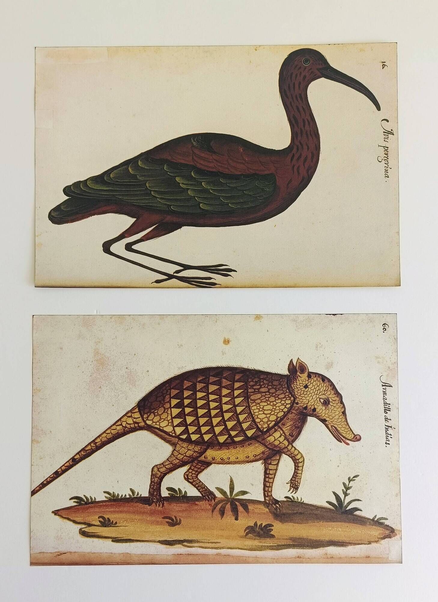 Pair of reproductions of the Codex Pomar of Natural History, Valencia, 1990