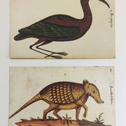 Paire de reproductions du Codex Pomar d'Histoire Naturelle, Valence, 1990