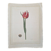 Dessin à l'aquarelle sur soie - Tulipe - La Roche Laffitte (Né en 1943)
