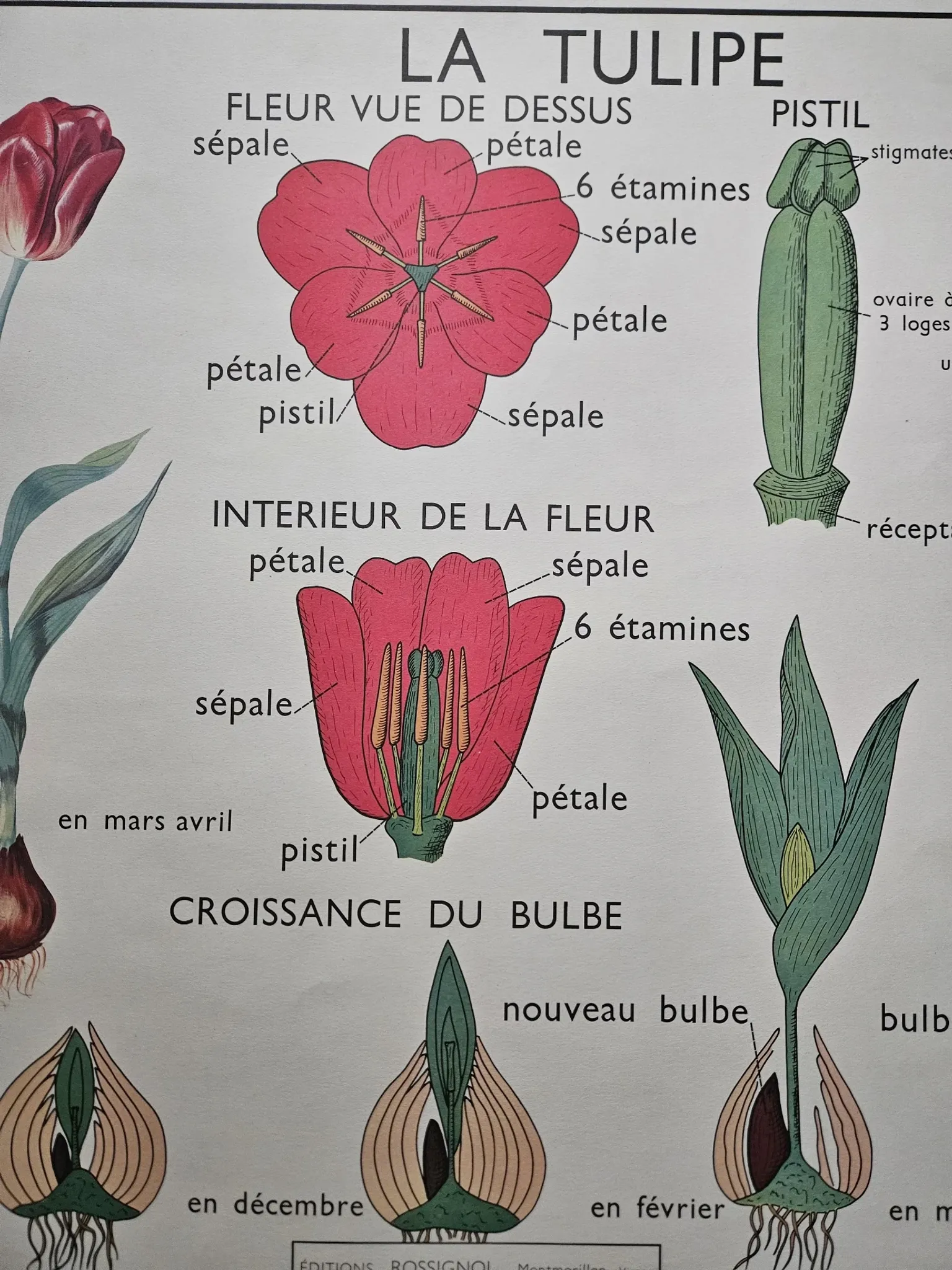 Large school poster The Buttercup and The Tulip Rossignol Editions
