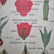 Large school poster The Buttercup and The Tulip Rossignol Editions