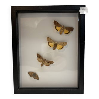 Naturalized butterflies frame